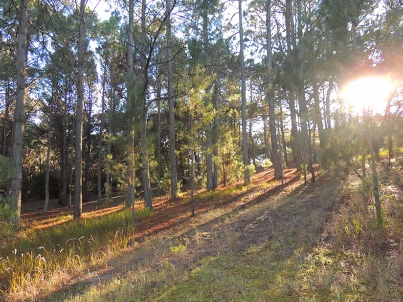 Reserva Forestal Mar de las Pampas: Atractivo Turistico en Mar de las Pampas.